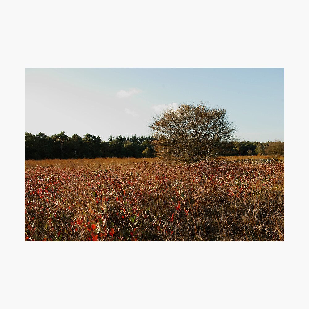 Where blueberry leaves glow Photographic Print