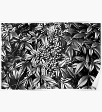 B/W Leaves and Berries Poster