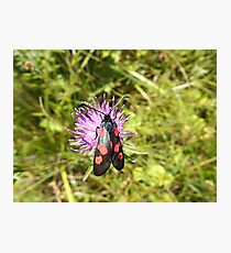 Burnet Moth Photographic Print