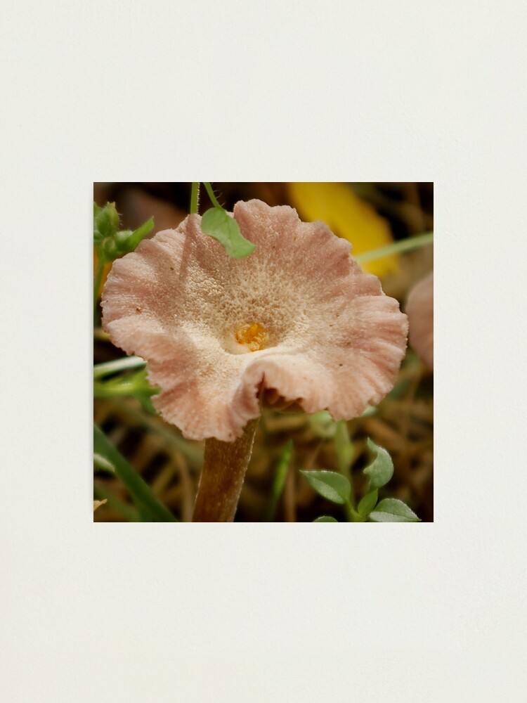 Alternate view of Mushroom disguised as soft-pink flower Photographic Print