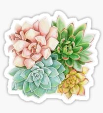 Succulent Sticker