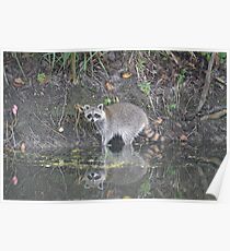 raccoon Poster