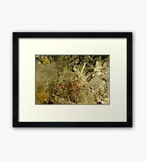 Mourning Cuttlefish Framed Print