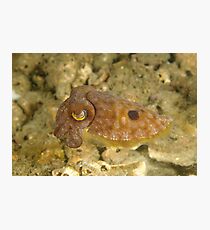 Reaper Cuttlefish Photographic Print