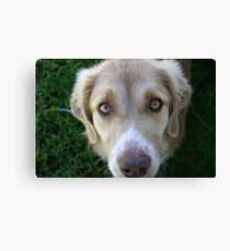 Dog Face Canvas Print