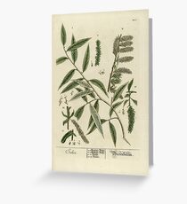 Salix Greeting Card