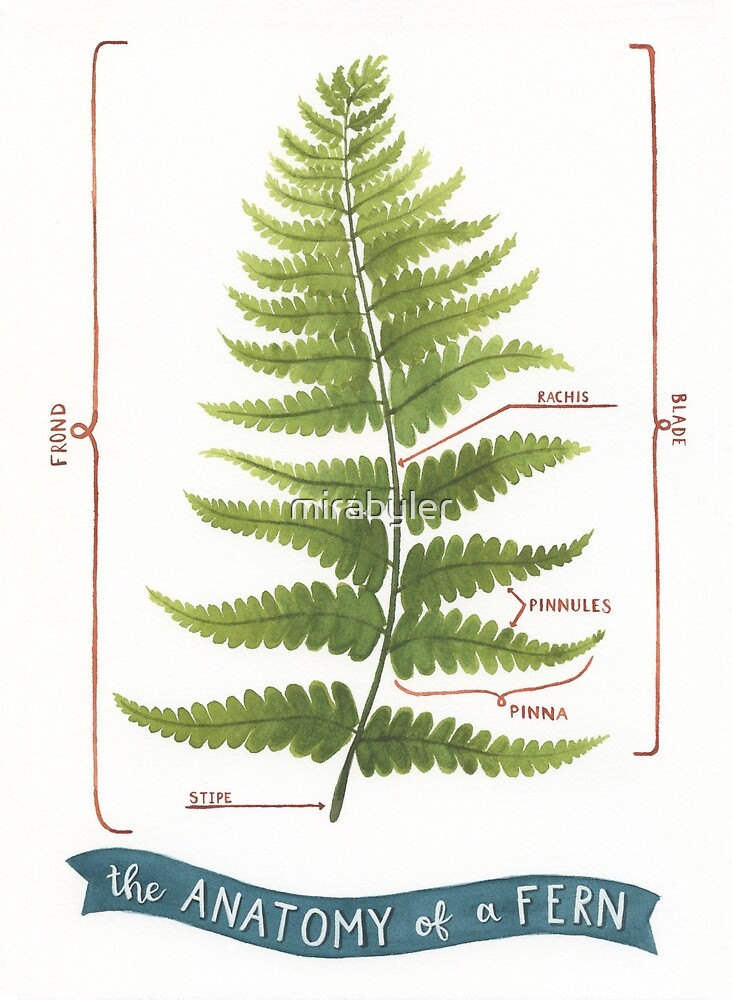 "The Anatomy of a Fern" by mirabyler | Redbubble