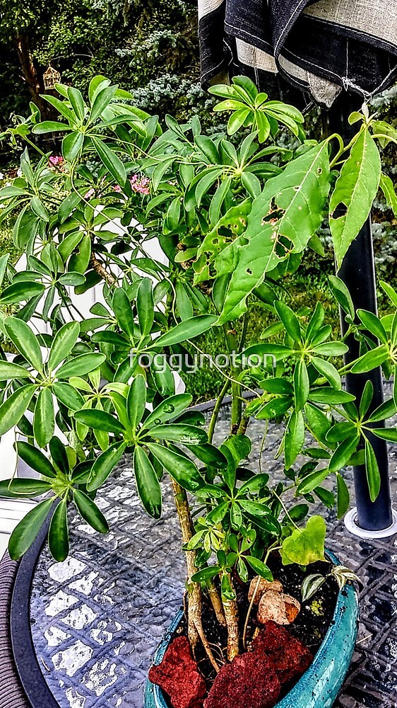 "Banzai Bonsai" by foggynotion Redbubble