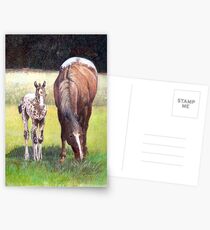 Appaloosa Mare and Foal Horse Portrait Postcards