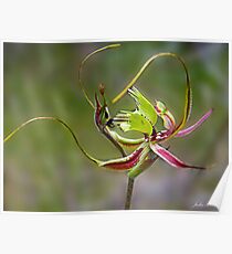 Mantis Orchid Poster