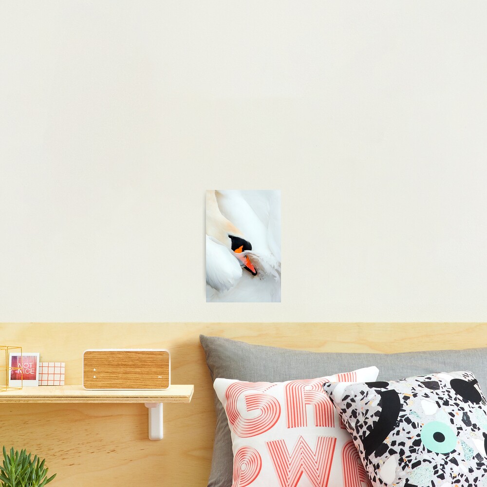 Preening Swan Photographic Print
