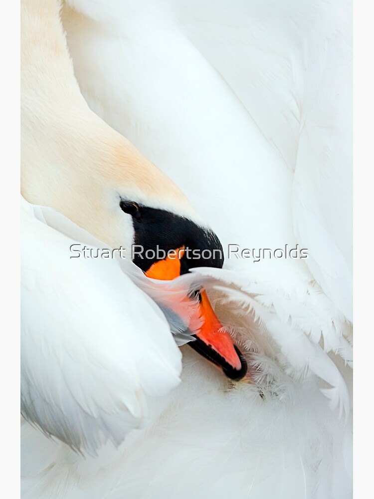 Preening Swan by Sparky2000