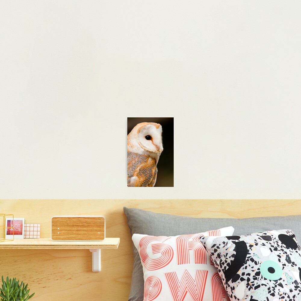 Barn Owl Photographic Print