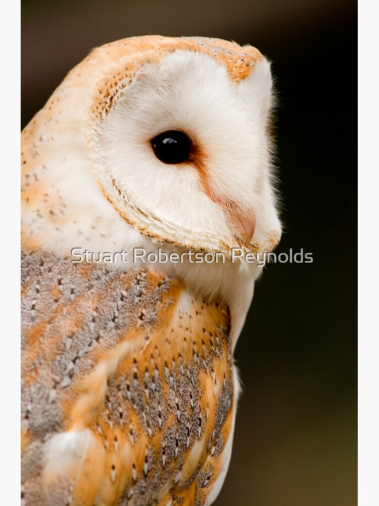 Barn Owl by Sparky2000