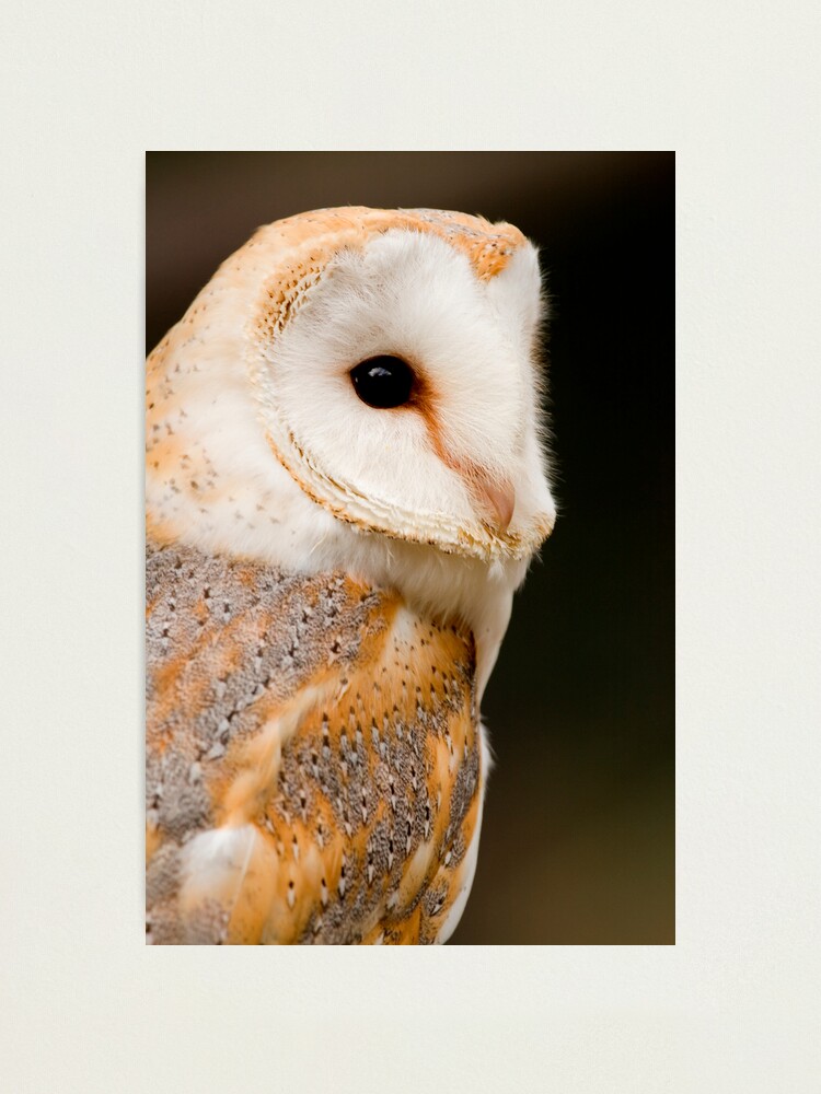 Alternate view of Barn Owl Photographic Print