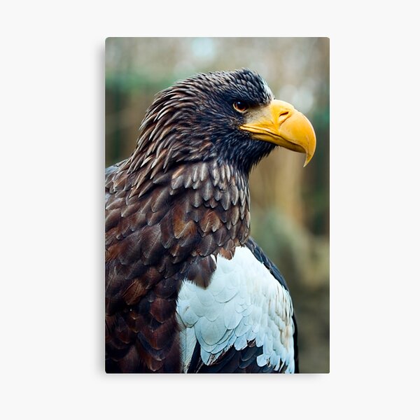 Steller's Sea Eagle Canvas Print