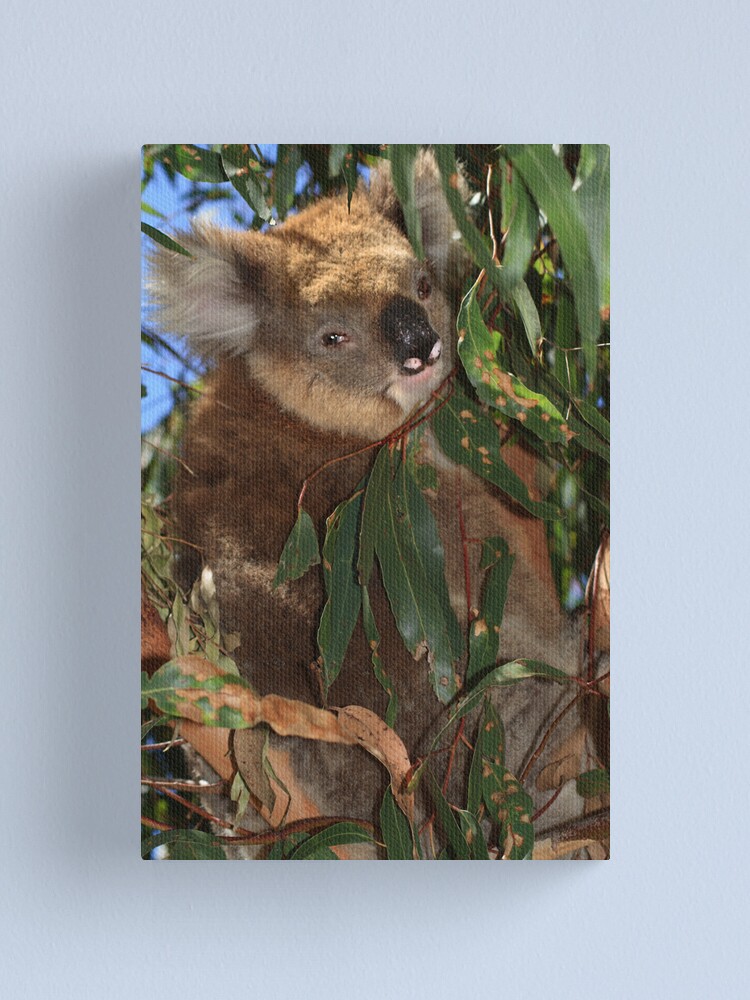 Alternate view of Koala Canvas Print