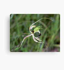 Purebred Canvas Print