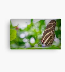 Butterfly Canvas Print