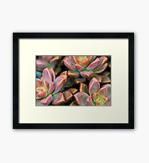 Succulents Red and Green Plant Framed Print