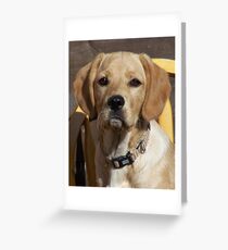Bemused! Greeting Card