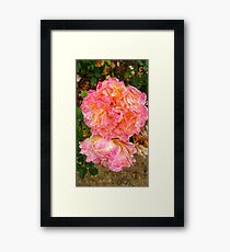 Folded Pink and Orange Rose -Queen Mary's Rose Garden Framed Print