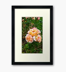 Bunch of Orange and Pink Roses -Queen Mary's Rose Garden Framed Print