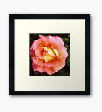 Light Orange and Pink Rose -Queen Mary's Rose Garden Framed Print