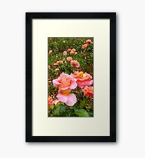Pink Rose Field -Queen Mary's Rose Garden Framed Print