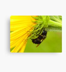 Bee Caught Out In The Cold Rain Canvas Print