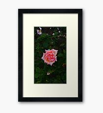 Pink Angular Rose -Queen Mary's Rose Garden Framed Print