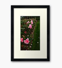 Pink Rose Field (Sideways) -Queen Mary's Rose Garden Framed Print