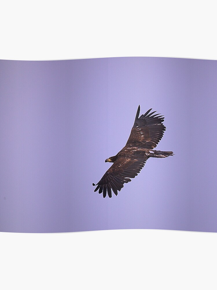 Bald Eagle Juvenile Poster