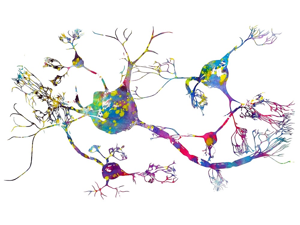 " Neurons and nervous system" by erzebetth | Redbubble