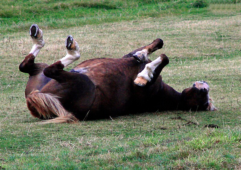 "Upside down horse" by Waggywag Redbubble