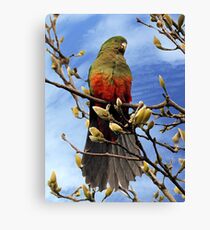King Parrot in Magnolia Tree #2 Canvas Print