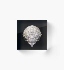 Spider Crab Acrylic Block