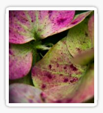 hydrangea pink ans green Sticker