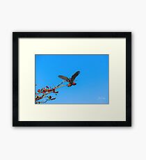 Red Tailed Black Cockatoo Framed Print