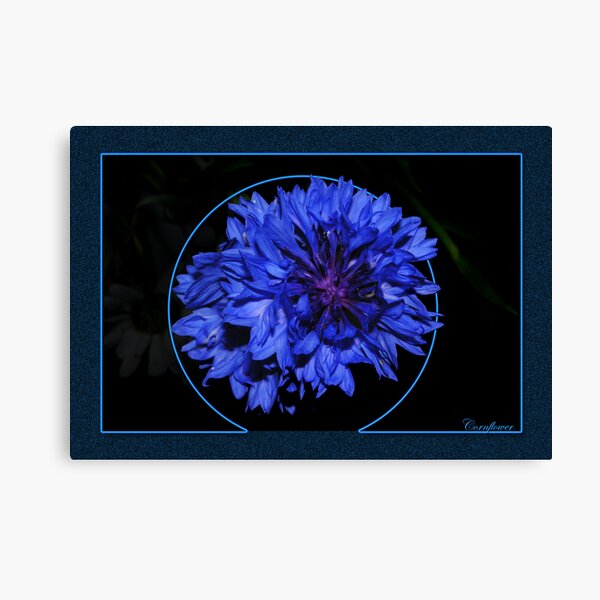 Cornflower Canvas Print