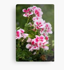 Geraniums two tone Metal Print