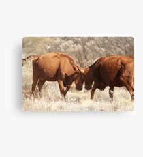 Cow tussle Canvas Print