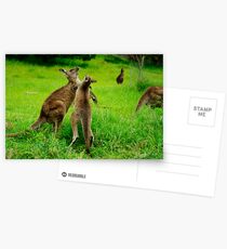 Left Hook Postcards