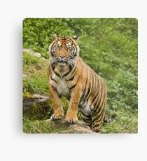 Tiger Metal Print