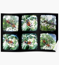 Happy Bugs Polyptych - TTV Poster
