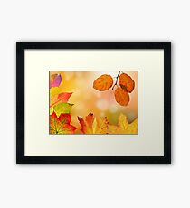 Autumn leaves, leaves, autumn, idea Framed Print