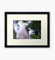 Another Sulphur Crested Cockatoo Framed Print