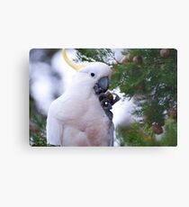 Another Sulphur Crested Cockatoo Metal Print