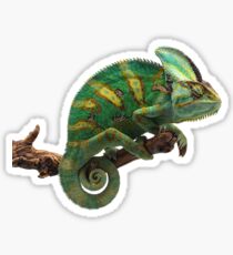 Lizard The Veiled Chameleon Sticker