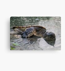 WTF TURTLES Canvas Print